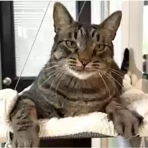lost male cat louis