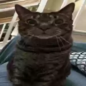 lost male cat stripey