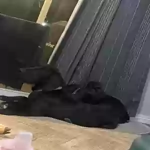 found female dog unknown