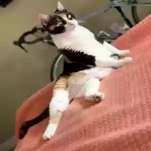 lost female cat sissy