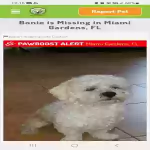 lost male dog bonie