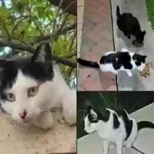 lost female cat panda