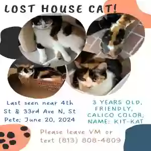 lost female cat kit-kat