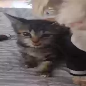 found female cat no name