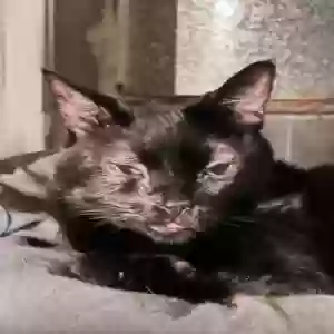 lost female cat negra