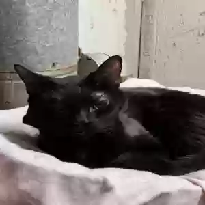 lost female cat negra