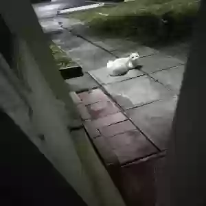found female cat unknown