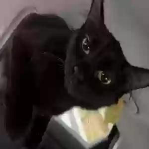 lost female cat pepper
