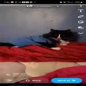 lost male cat notorious