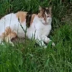 lost female cat buddy