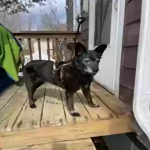 lost female dog lola