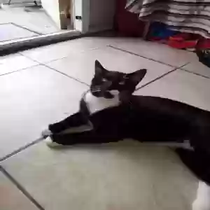 lost male cat unknown