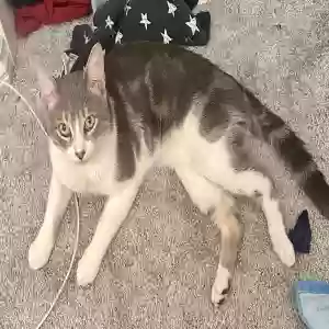 lost male cat fish