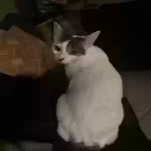lost female cat betty