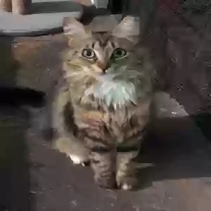 lost female cat missy