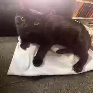 lost female cat mocha