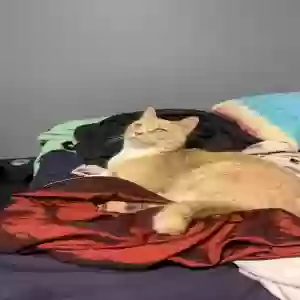 lost female cat sophie