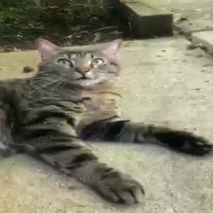 lost male cat maverick