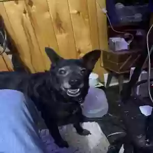 lost female dog lola