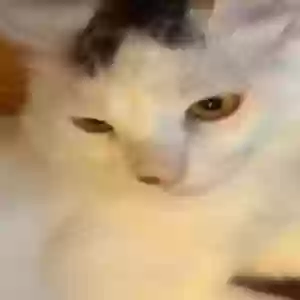 lost male cat salt