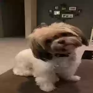 lost male dog duggee