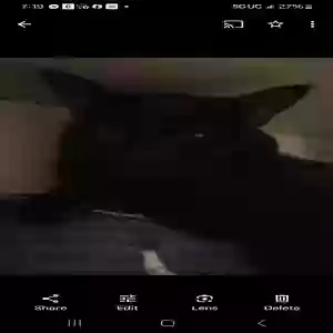 lost male cat brudder