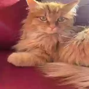 lost female cat blizz