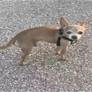 lost male dog choco