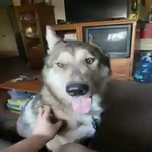 found male dog unknown