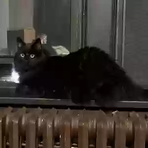 lost male cat koby