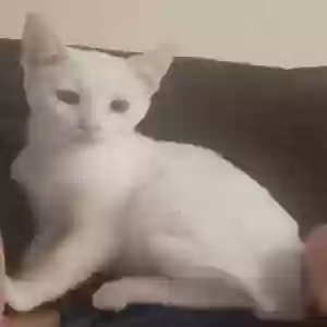 lost female cat mia