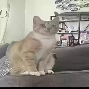 lost male cat tiggy