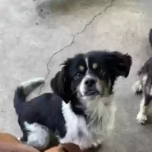 lost male dog kodak