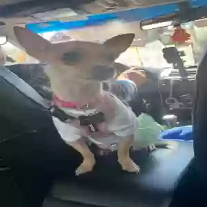 lost female dog lily