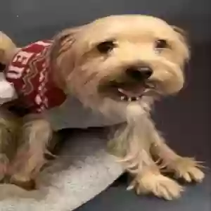 lost male dog snickers