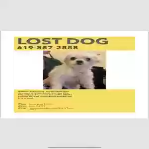 lost female dog chloe