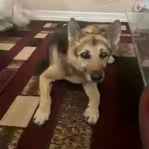 lost female dog zena