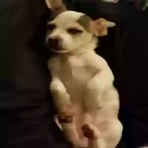 lost male dog quarter