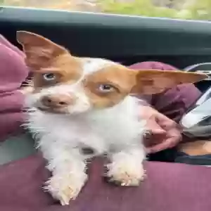 lost male dog duncan