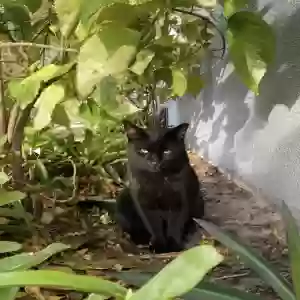 lost male cat loki