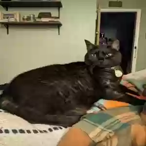 lost female cat ocho