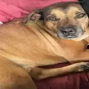 lost male dog sammie