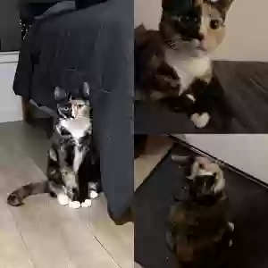 lost female cat kursi