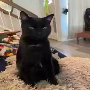 lost male cat bean
