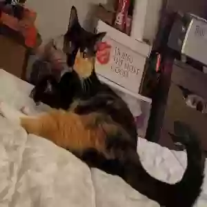 lost female cat nila