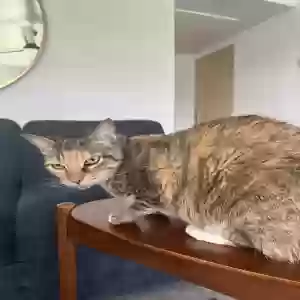 lost female cat maui