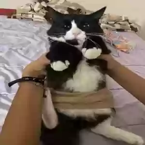 lost male cat loki