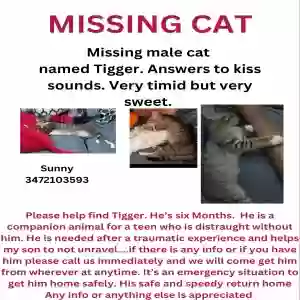 lost male cat unknown
