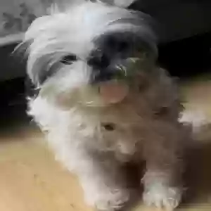 lost female dog bella