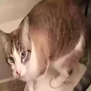lost male cat smokey